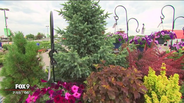 Garden Guy: Landscaping tips for your home