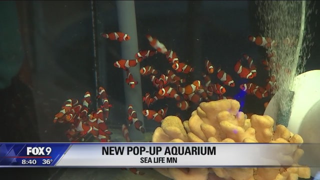 Real life Dory and Nemo at new pop-up aquarium at Sea Life