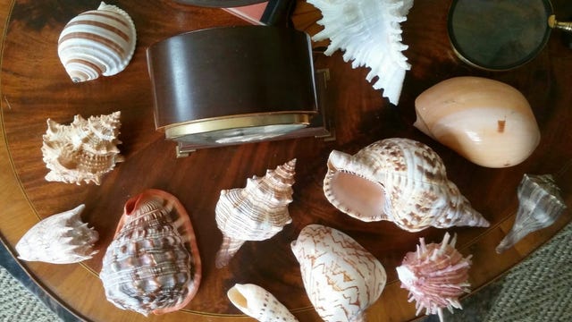 Decorating with shells