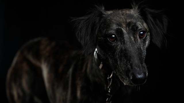 Rise in dog flu cases has pet owners worried
