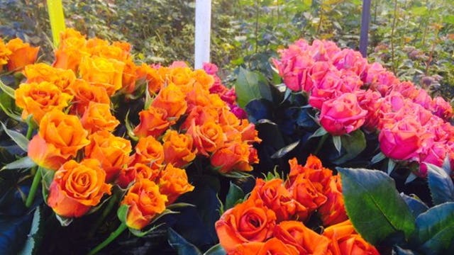 You can get local, fresh-cut flowers all year in Plymouth
