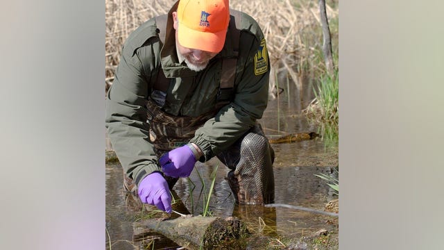 First Minnesota wild bird tests positive for avian flu