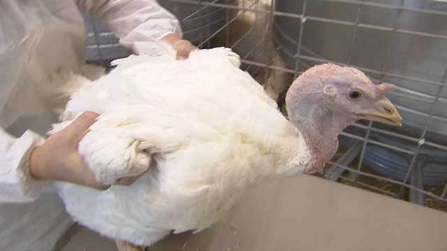 Bird flu in Tennessee poses risk to Minnesota