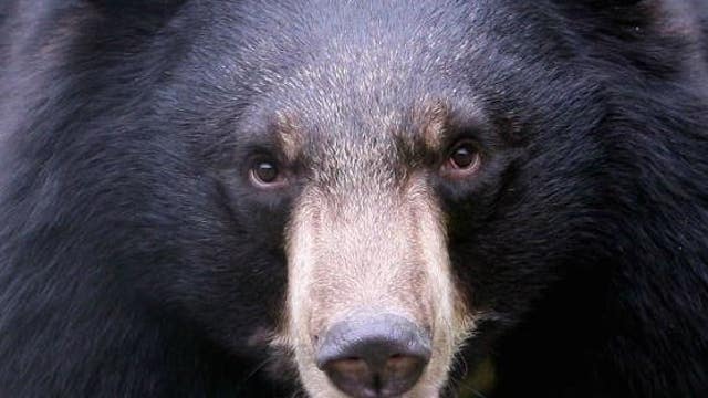 Minnesota DNR: What you need to know as bears emerge from hibernation