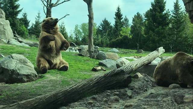 BEAR WEEK: Behind-the-scenes with brown bears at Minnesota Zoo