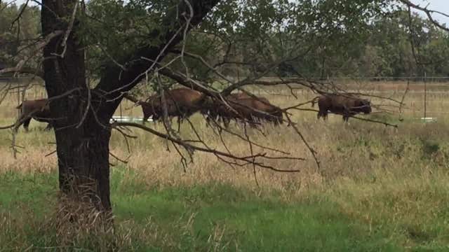 Bison herd released at Minneopa State Park, with drive-thru