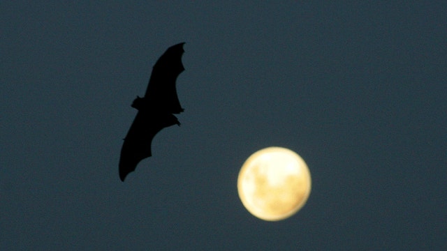 Health officials warn public after woman left 2 rabid bats at St. Paul veterinary clinic