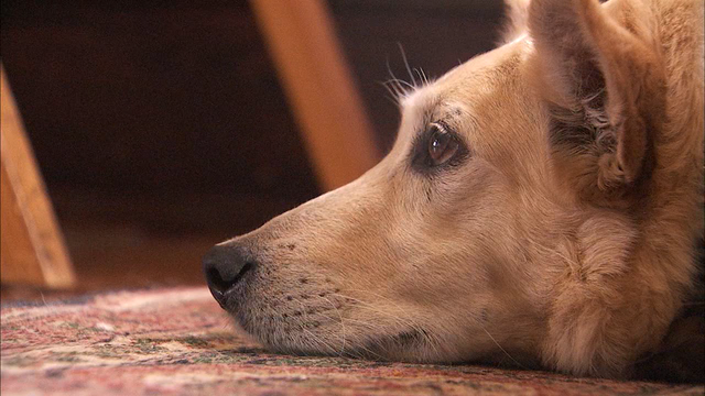 Allergic to your pet? These tips might help