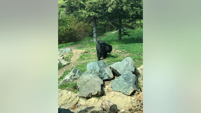 BEAR WEEK: How Minnesota Zoo keeps its black bears engaged, active