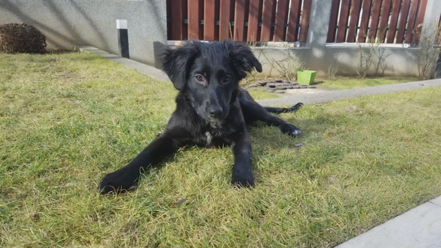 Stray dog rescued by U.S. airman in N. Macedonia finds new home in Minneapolis