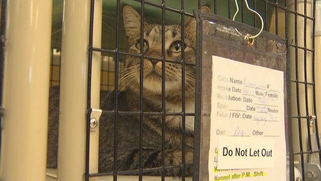 Twin Cities cat rescue celebrates 20 years of helping pets in Minnesota