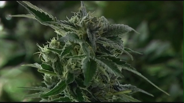 New bills would reduce penalties for possessing, selling marijuana
