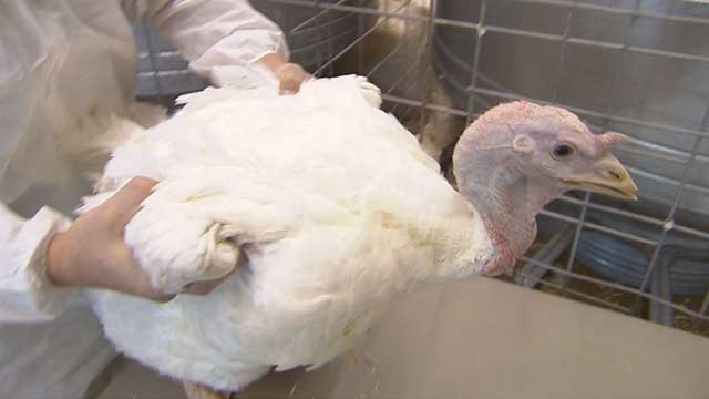 Bird flu cancels exhibitions across Minnesota, including State Fair