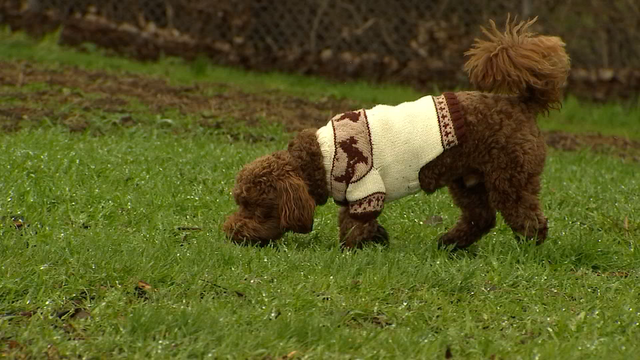 Pet store puppies linked to multistate bacteria outbreak