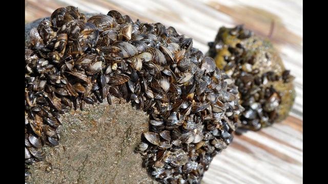 Zebra mussels found on docks in Medicine Lake, Minnesota DNR confirms