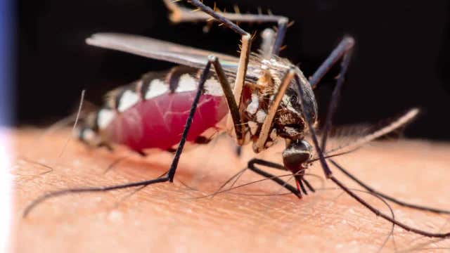 Mosquitoes jeopardize blood donation supply