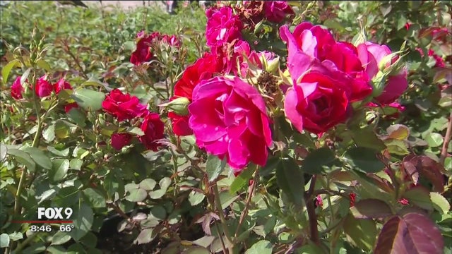 It's time to wake up and plant the roses