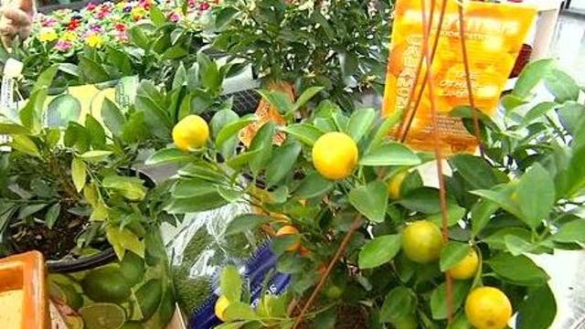 Growing citrus indoors for the winter