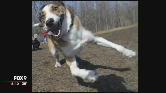 Bow Wow film festival benefits local rescues