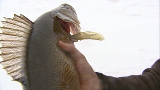 Anglers allowed to keep 1 walleye on Mille Lacs Lake this winter