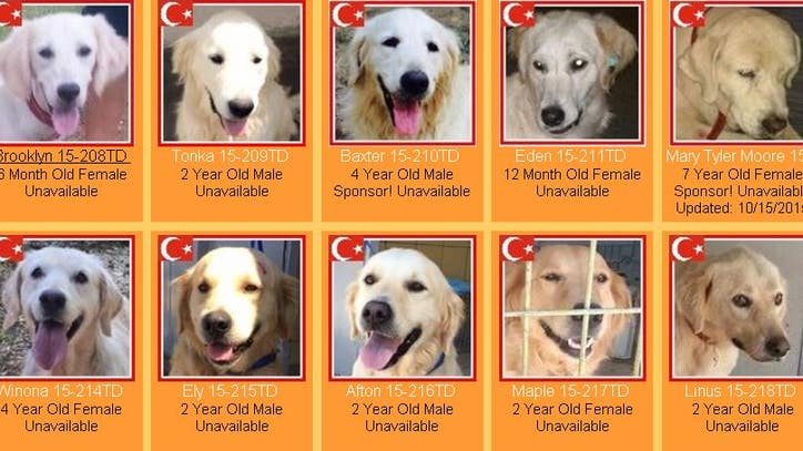 15 Stray Golden Retrievers Rescued From Turkey Brought To Minnesota For Adoption