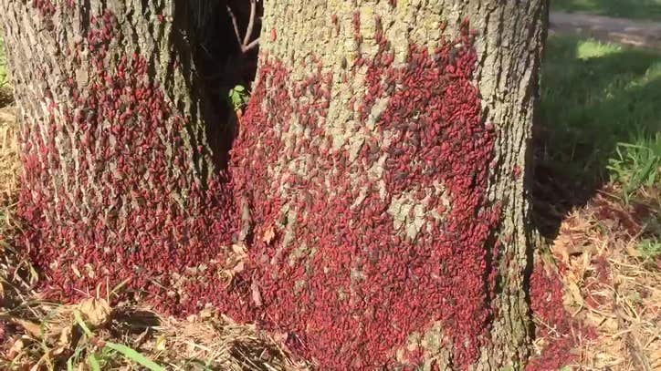 How to get rid of boxelder bugs | FOX 9 Minneapolis-St. Paul