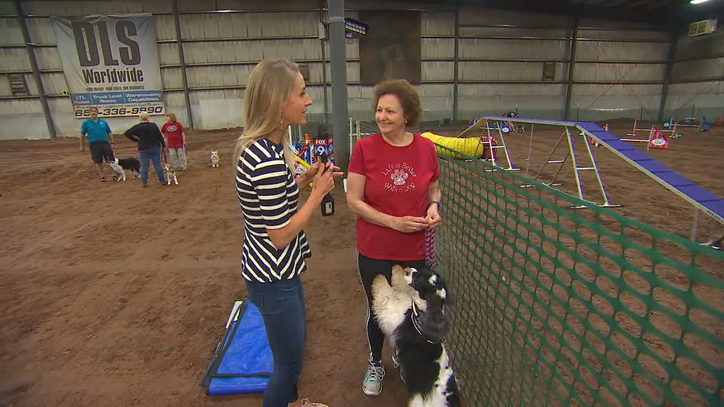 Who S The Top And Most Agile Dog Fox 9 Minneapolis St