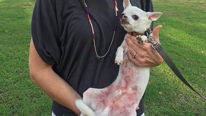 Black Fly Bites Concern Pet Owners Though Vets Say They Re Mostly Harmless