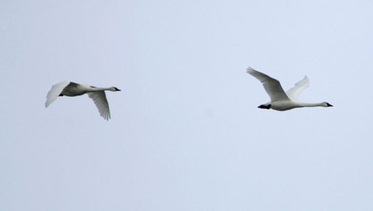 03493b39-Trumpeter Swan.jpg