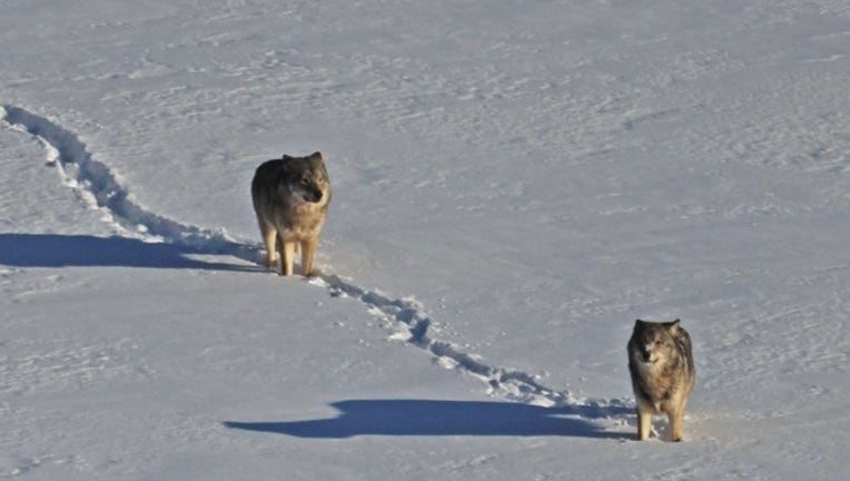 0a5e1c8c-10-P-ISLE ROYALE WOLF WEEK_KMSPc63c_146.mxf_00.01.51.17_1528390418396.png.jpg