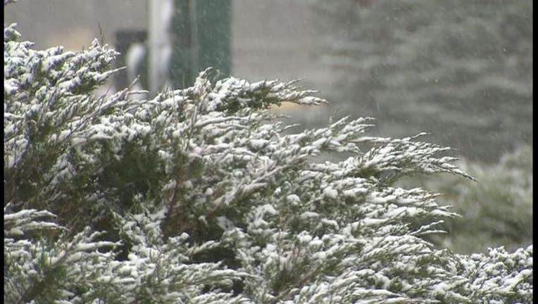 snow on tree_1448576917954.JPG