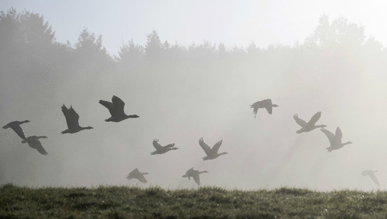 geese_GETTY_1517617277123.jpg