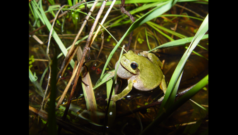 mn-dnr-frog_1490029598182.png