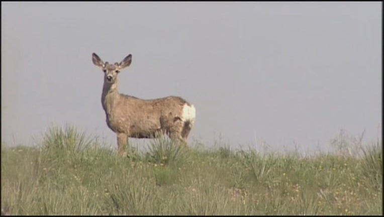 17123c7f-CWD DEER_00.00.18.10_1543969932478.png.jpg