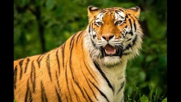1713454b-Minnesota Zoo tiger dies