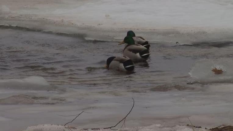 192e7079-ducks_1483590480478.JPG
