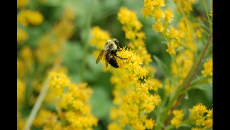 DNR bumble bee_1507232886896.jpg