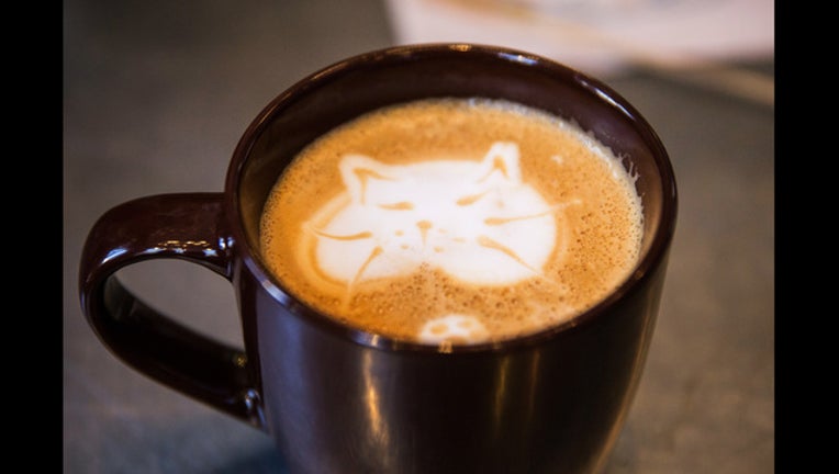 296ae68d-cat-a-chino getty