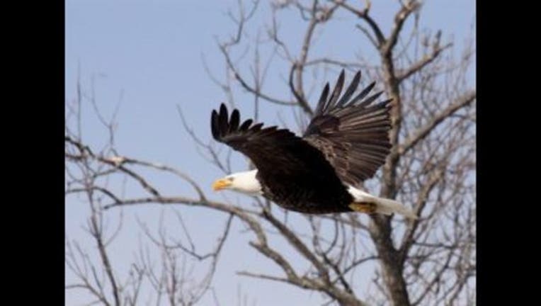 2c06f161-Bald-eagle_govdelivery-300x223_1479844871174.jpg