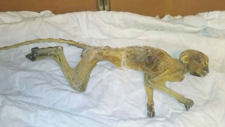 9-P-DAYTON'S MUMMIFIED MONKEY_00.00.25.14_1523324751812.png.jpg