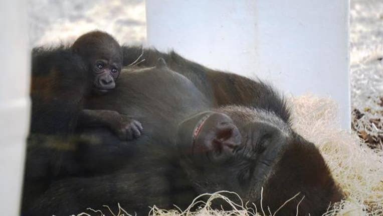 alice and baby gorilla como zoo_1508851158330.jpg