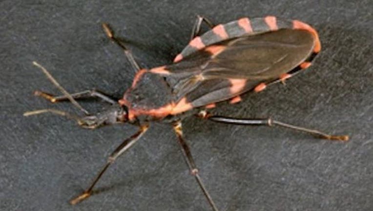 30ae5db5-kissing-bug_1535215144555-404023.jpg