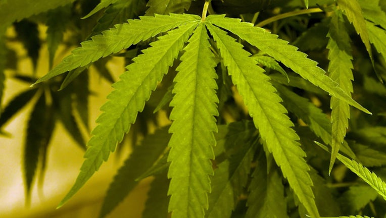 32b21ae2-Weed Leaf (GETTY)-408200