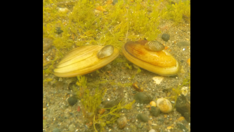 362ebe0e-zebramussels_1470861099358.PNG