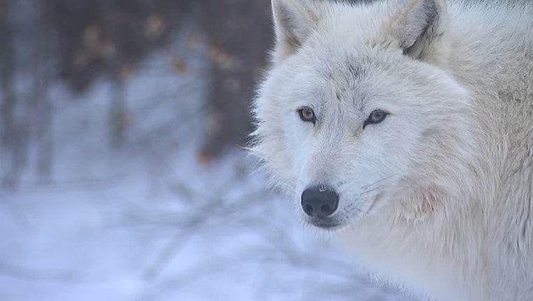3c44ad7f-WOLF CENTER.jpg