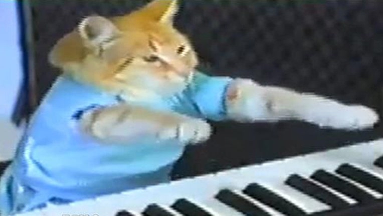 3f5c8f43-Internet Cat Video Festival