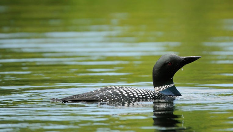 419bb2c0-getty common loon_1562008391131.jpg.jpg