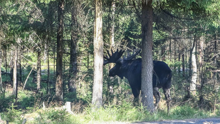419c648d-GETTY moose in road_1562595628498.jpg.jpg