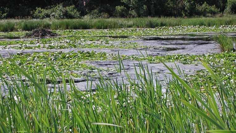 4256a6e3-Wetland