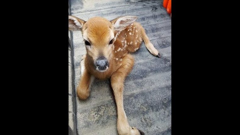 deer fawn dakota county sheriffs office_1494350845285.jpg